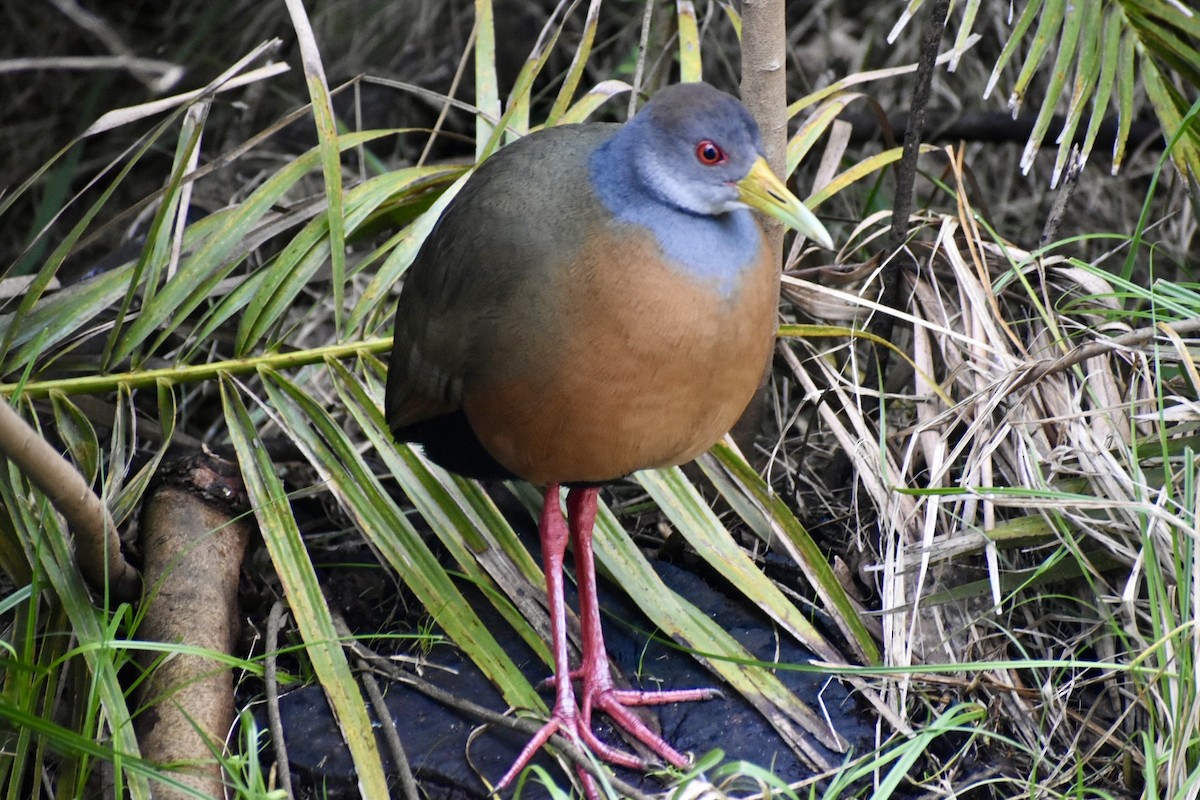 Gray-cowled Wood-Rail - ML620782276