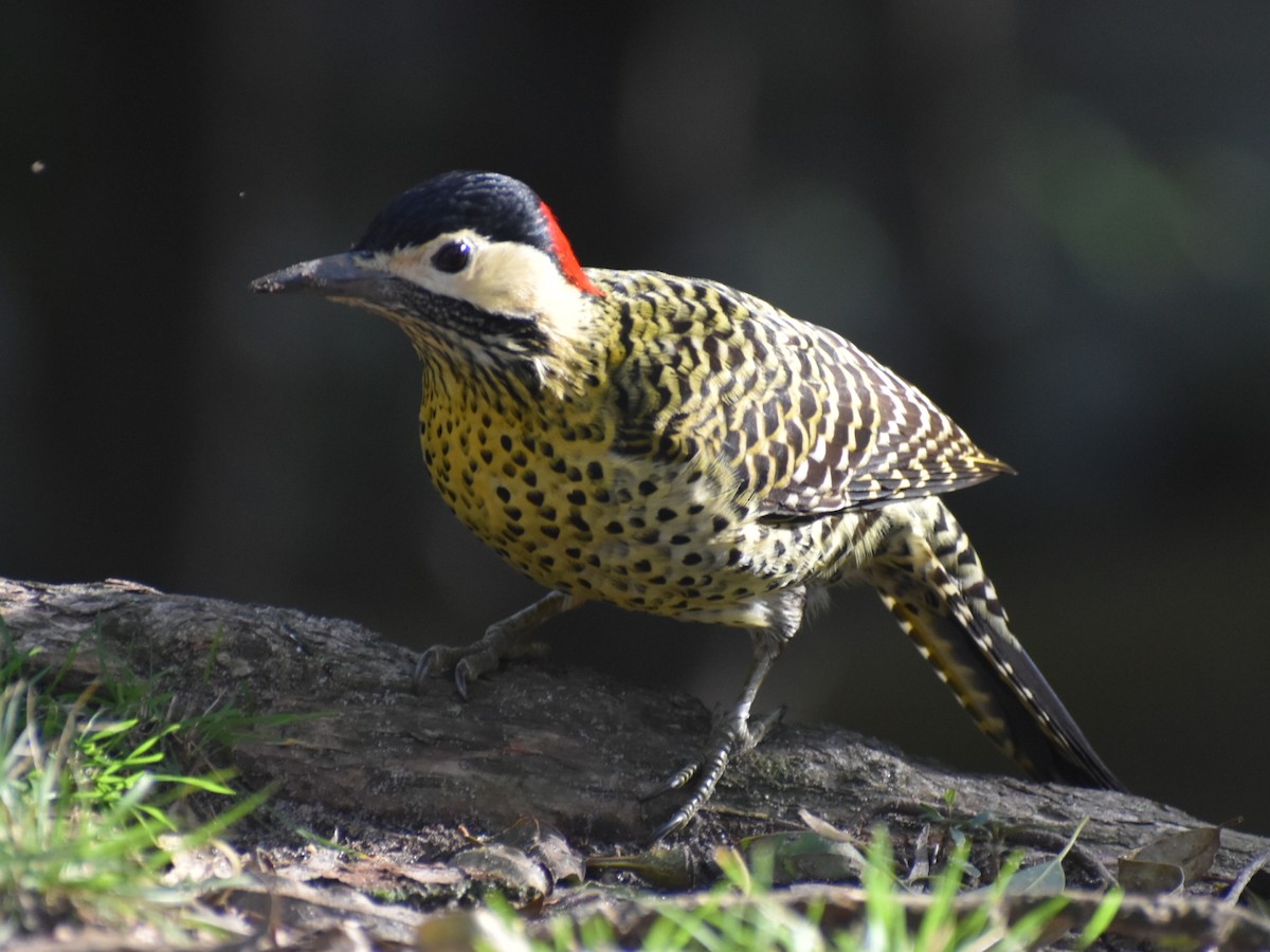 Green-barred Woodpecker - ML620782278