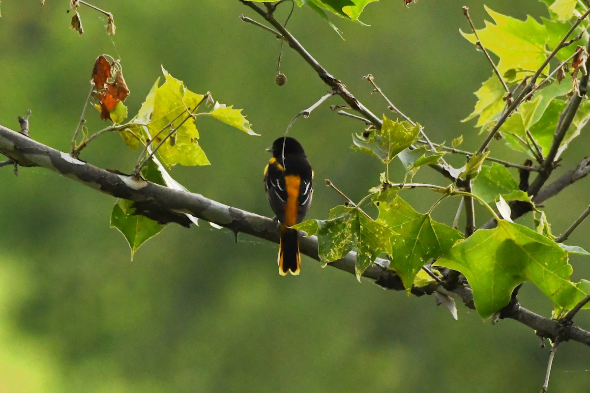 Oriole de Baltimore - ML620782281