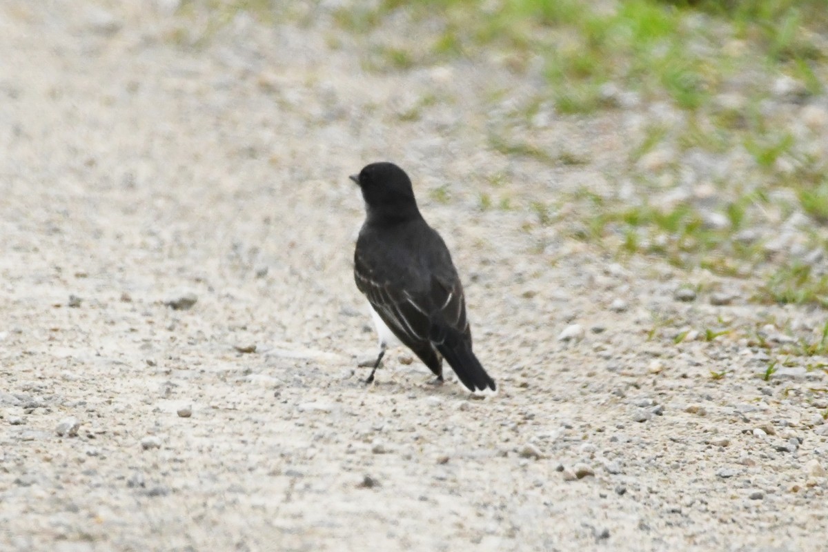 Eastern Kingbird - ML620782314