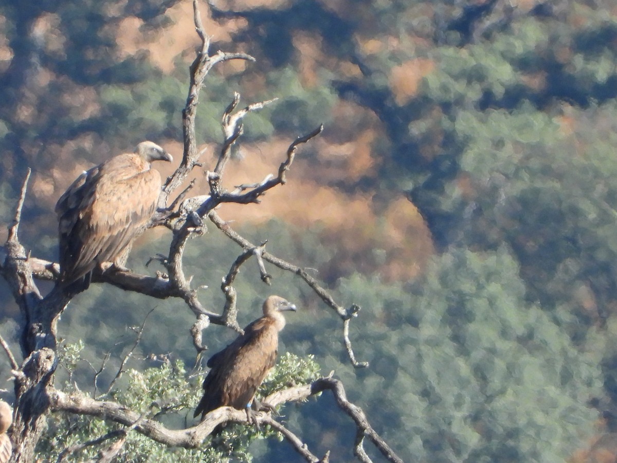 White-backed Vulture - ML620782322