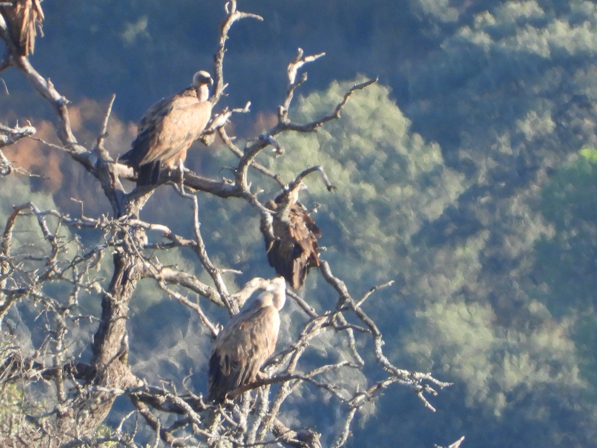 White-backed Vulture - ML620782325