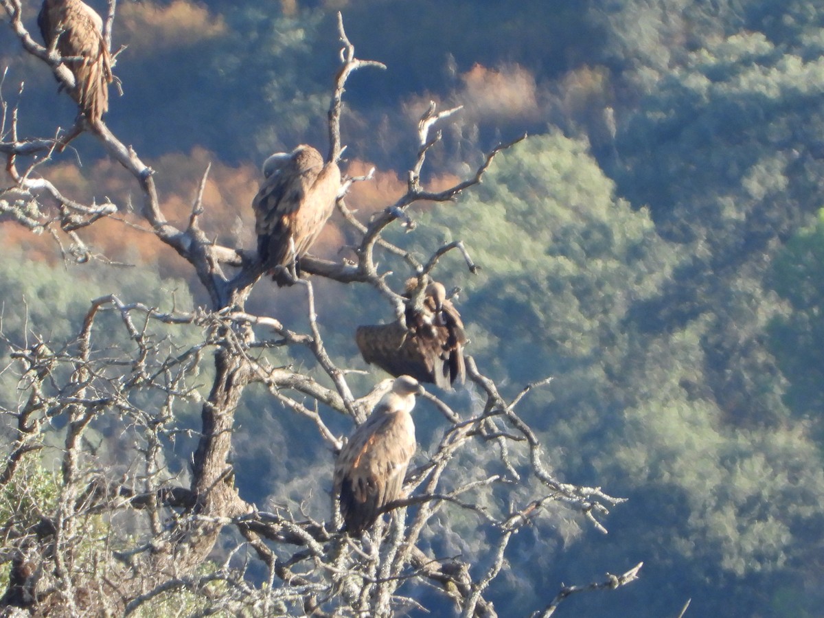 White-backed Vulture - ML620782328