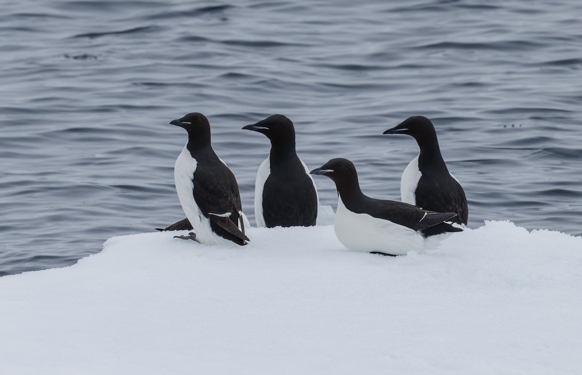 Thick-billed Murre - ML620782362