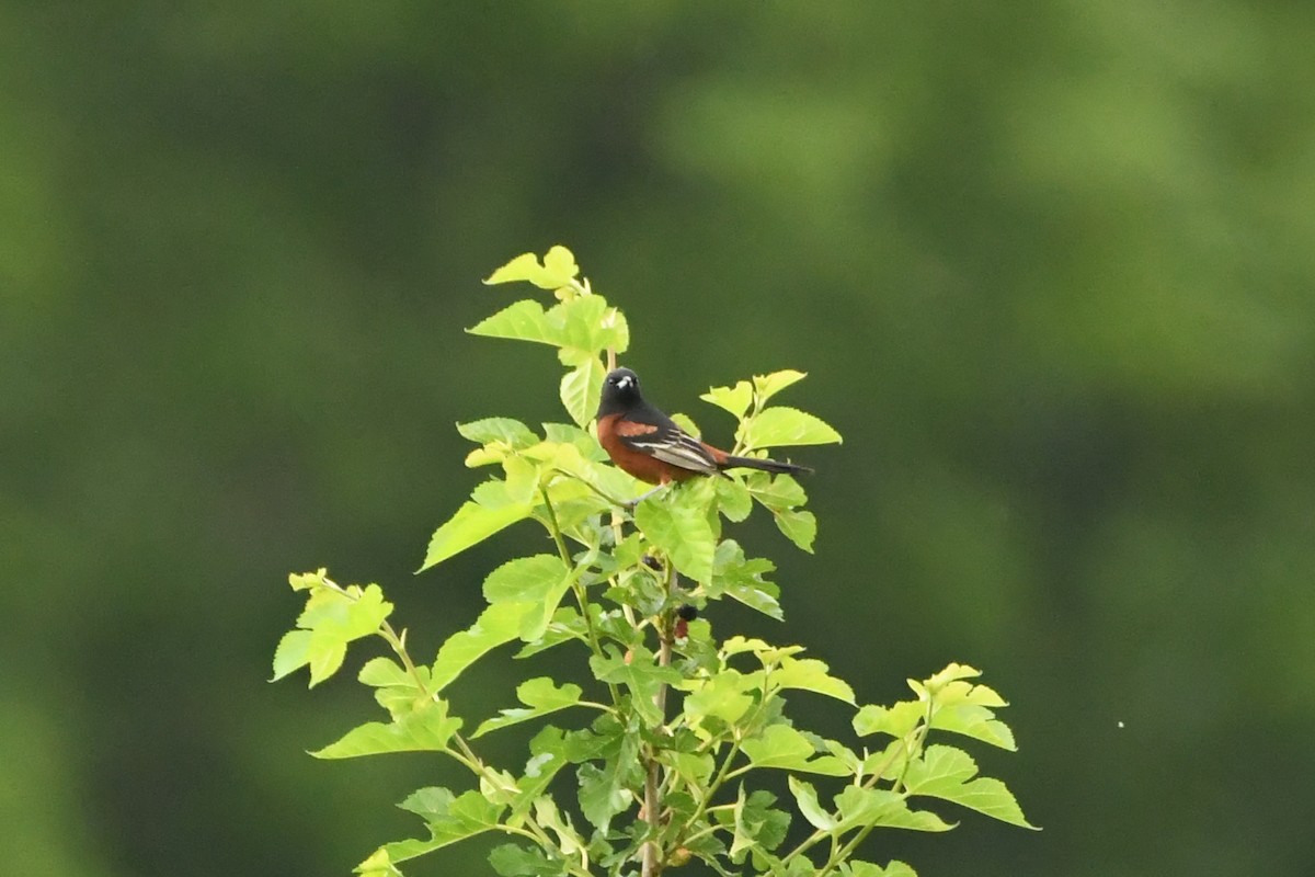 Orchard Oriole - ML620782379