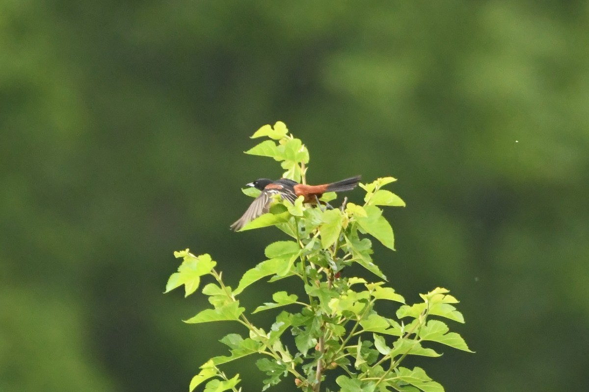 Oriole des vergers - ML620782380