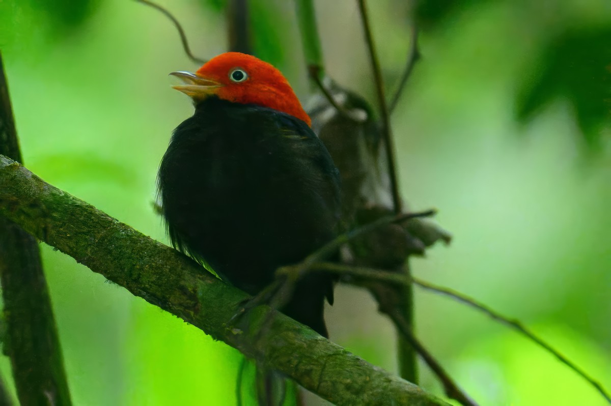 Red-capped Manakin - ML620782409