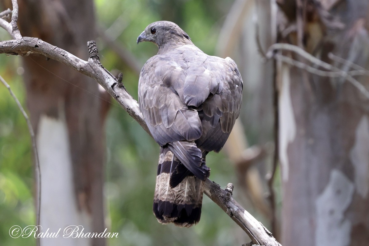 Oriental Honey-buzzard - Rahul Bhandari