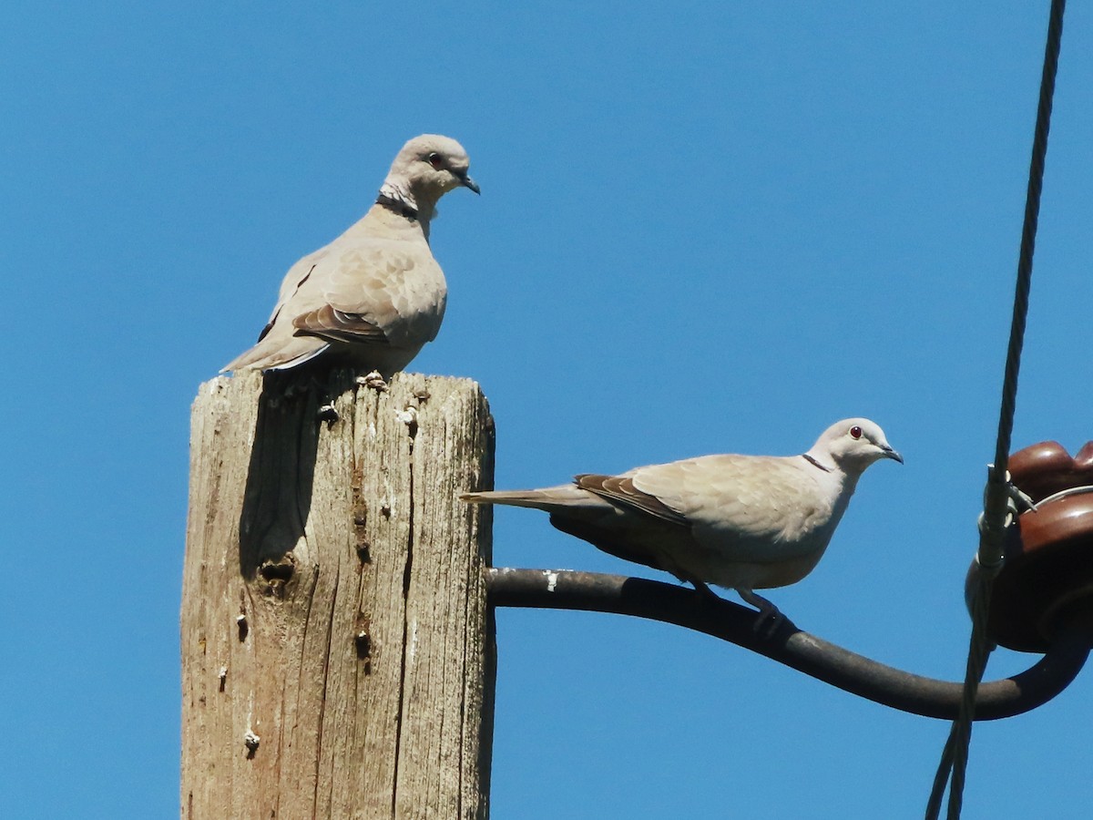 Eurasian Collared-Dove - ML620782437