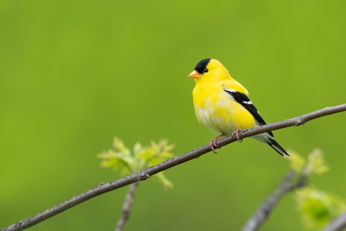 American Goldfinch - ML620782444