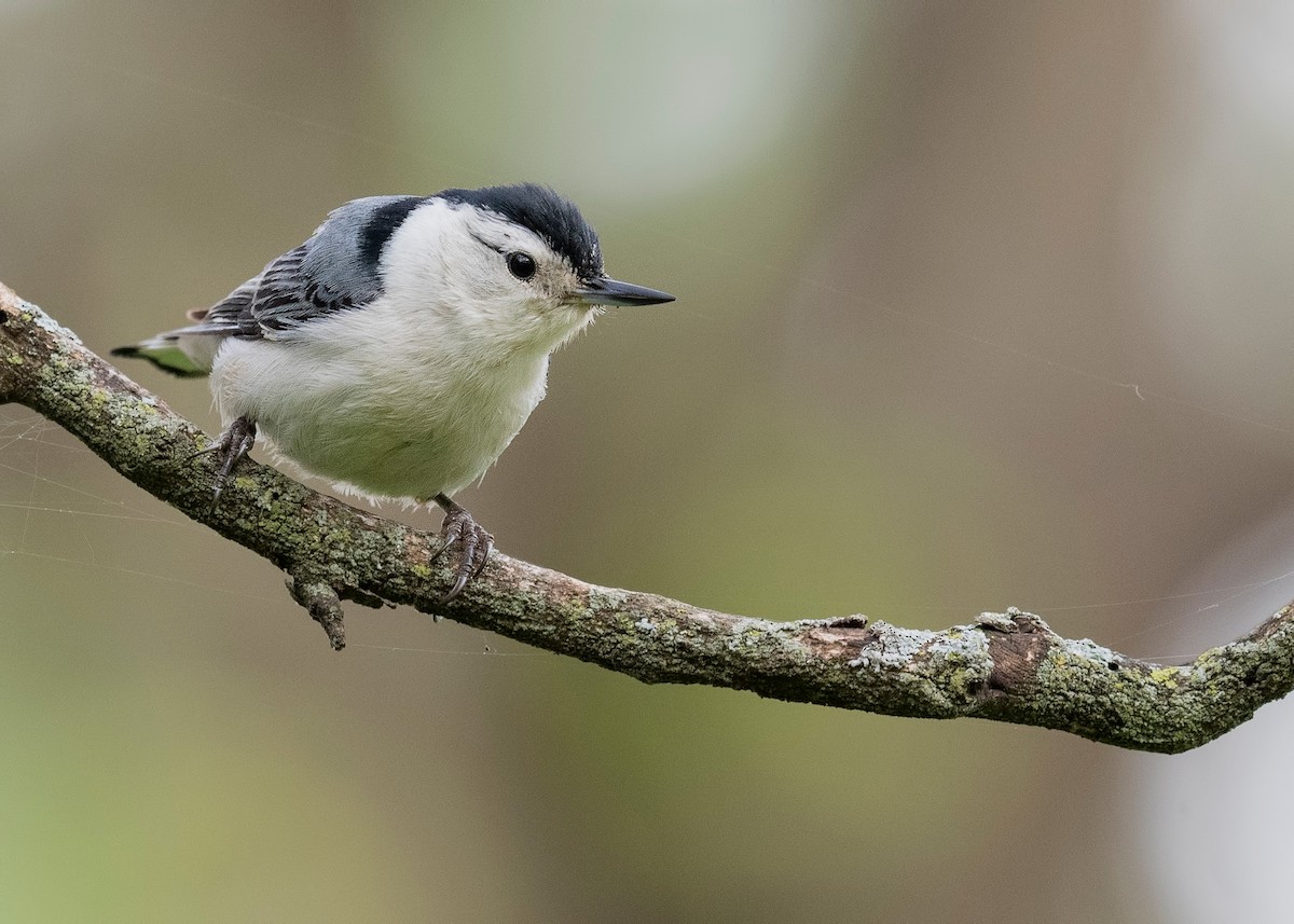 White-breasted Nuthatch - ML620782449