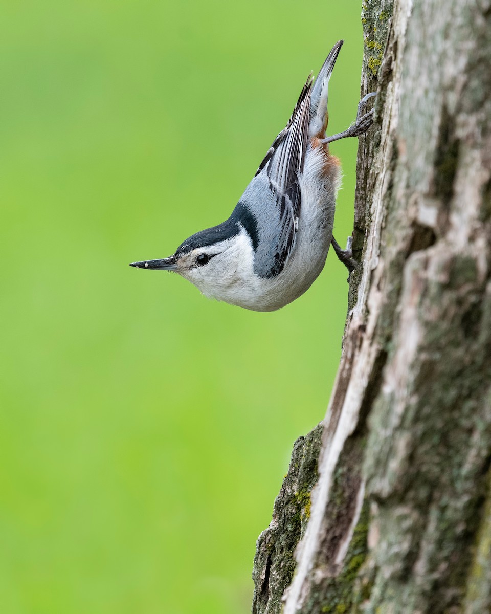 White-breasted Nuthatch - ML620782450