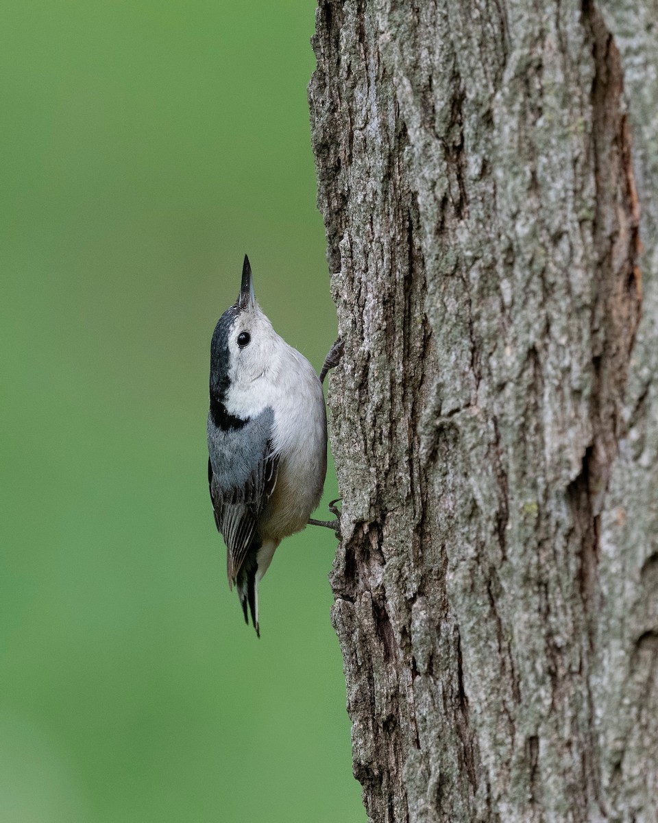 White-breasted Nuthatch - ML620782451