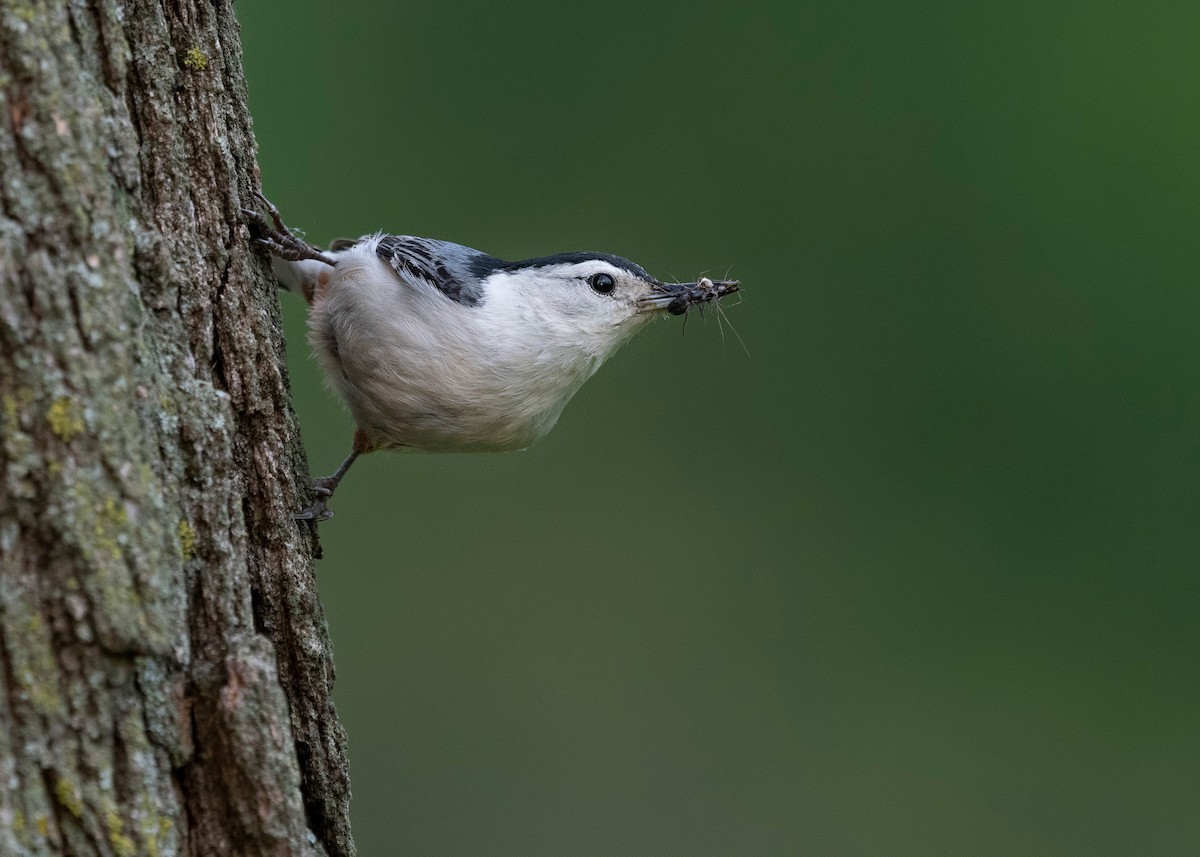 White-breasted Nuthatch - ML620782452