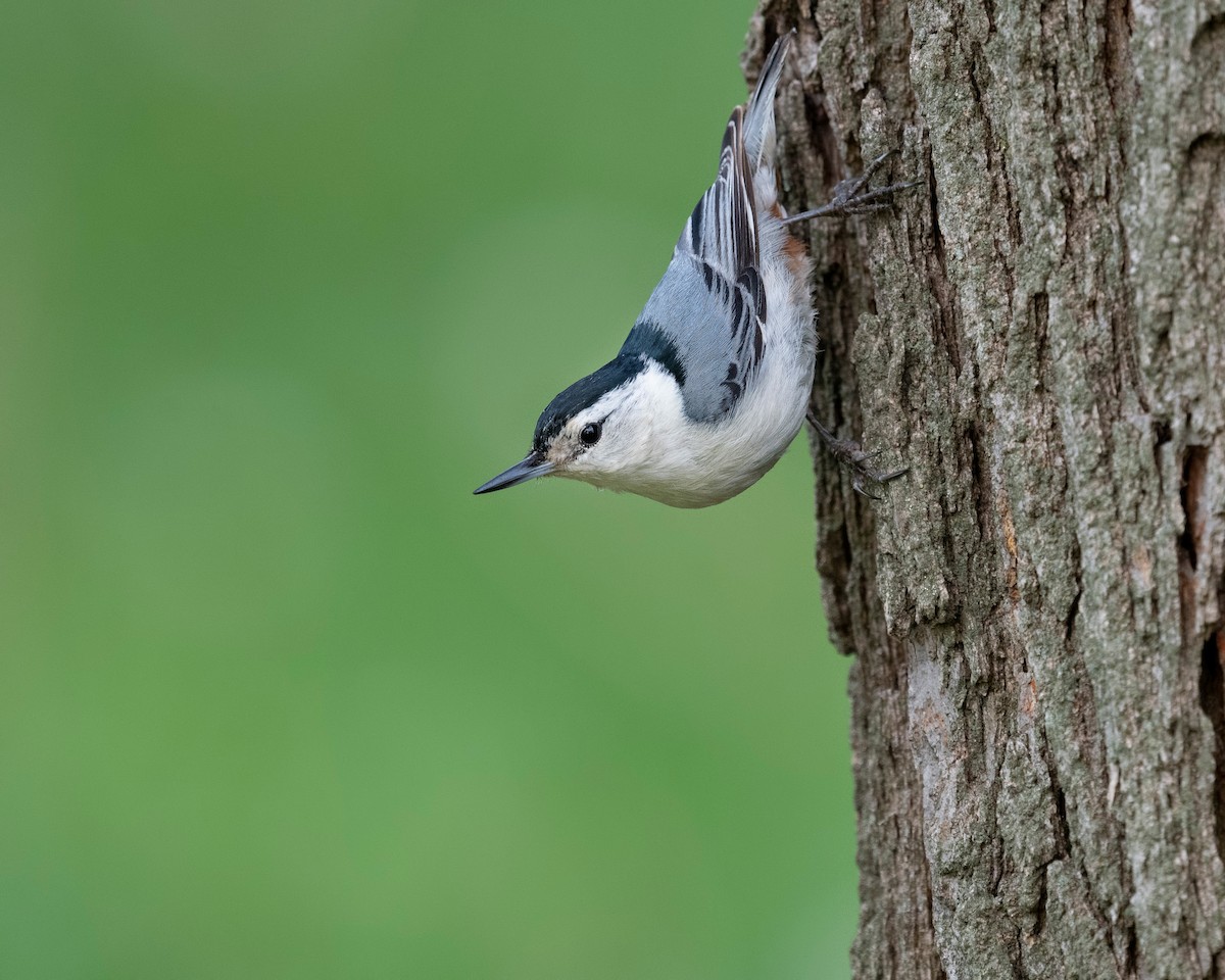 White-breasted Nuthatch - ML620782453