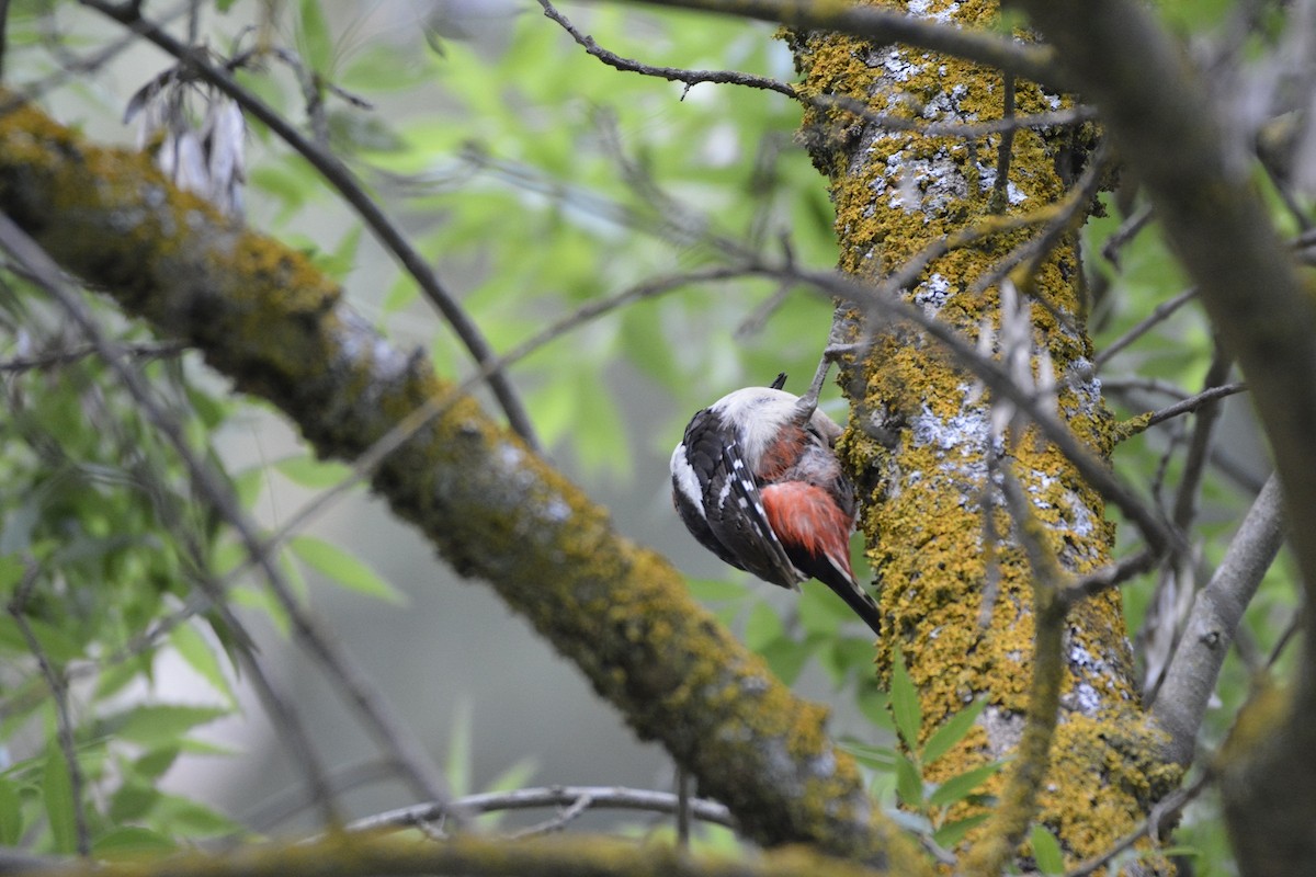 Great Spotted Woodpecker (Atlas) - ML620782457