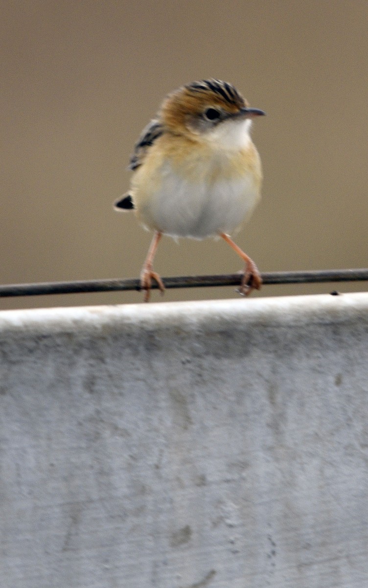 Golden-headed Cisticola - ML620782468