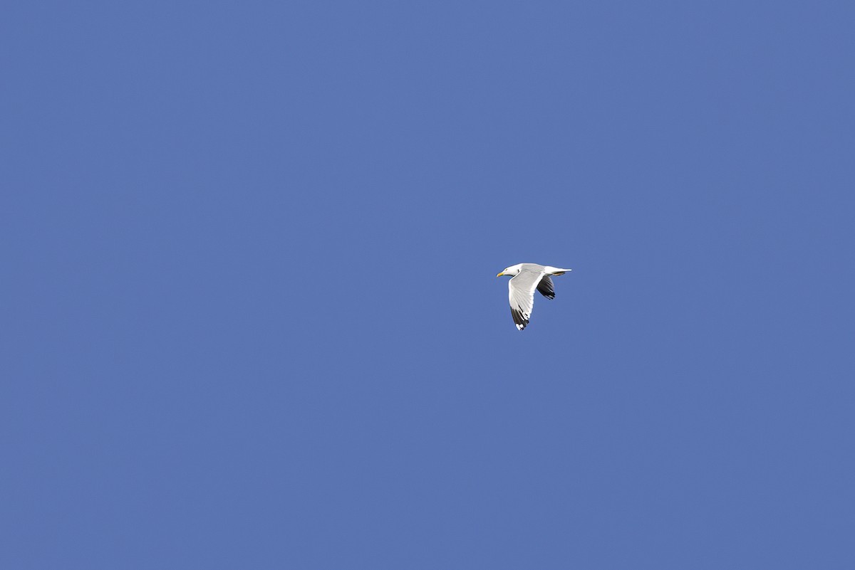 Herring Gull (Mongolian) - ML620782491