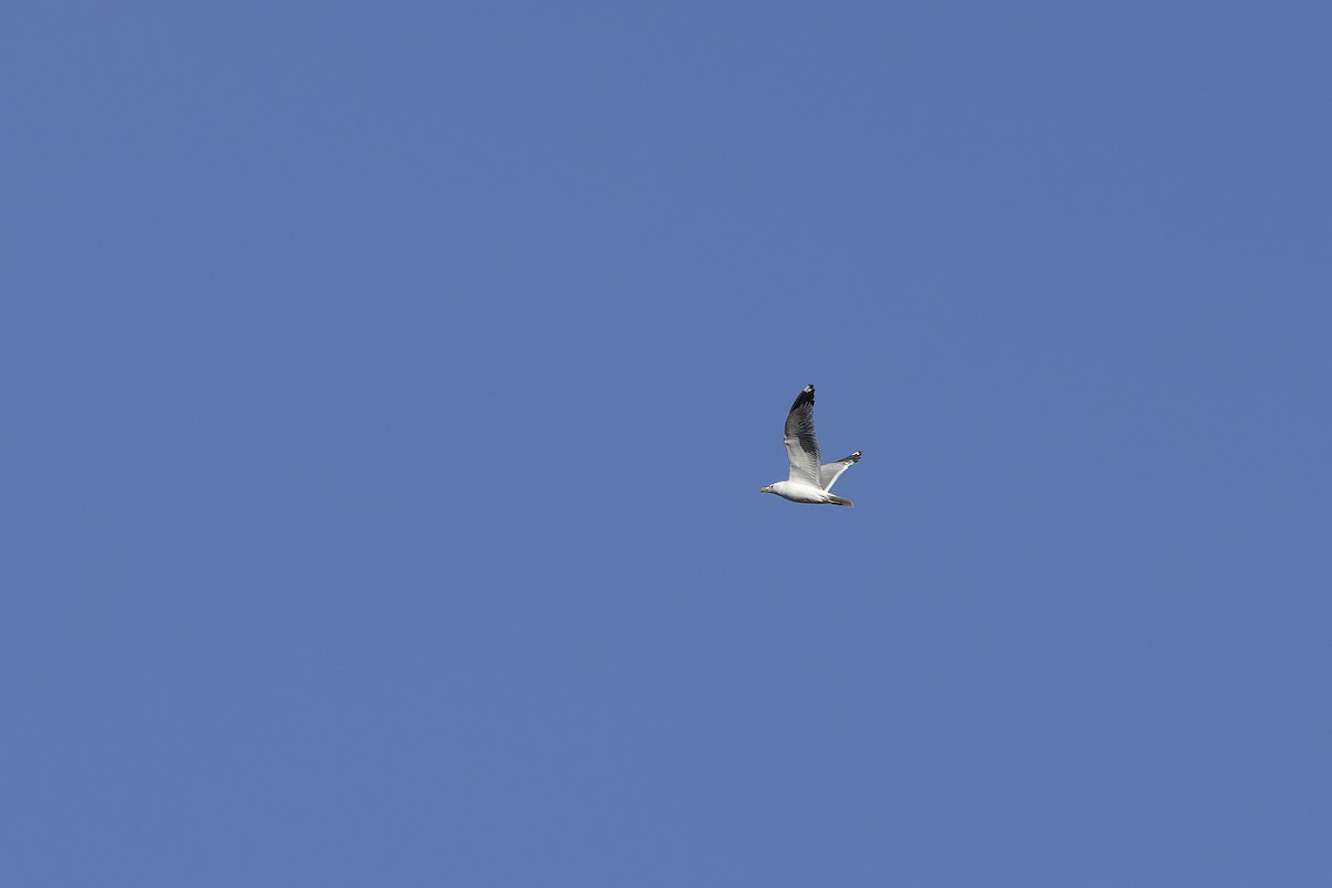 Herring Gull (Mongolian) - ML620782493