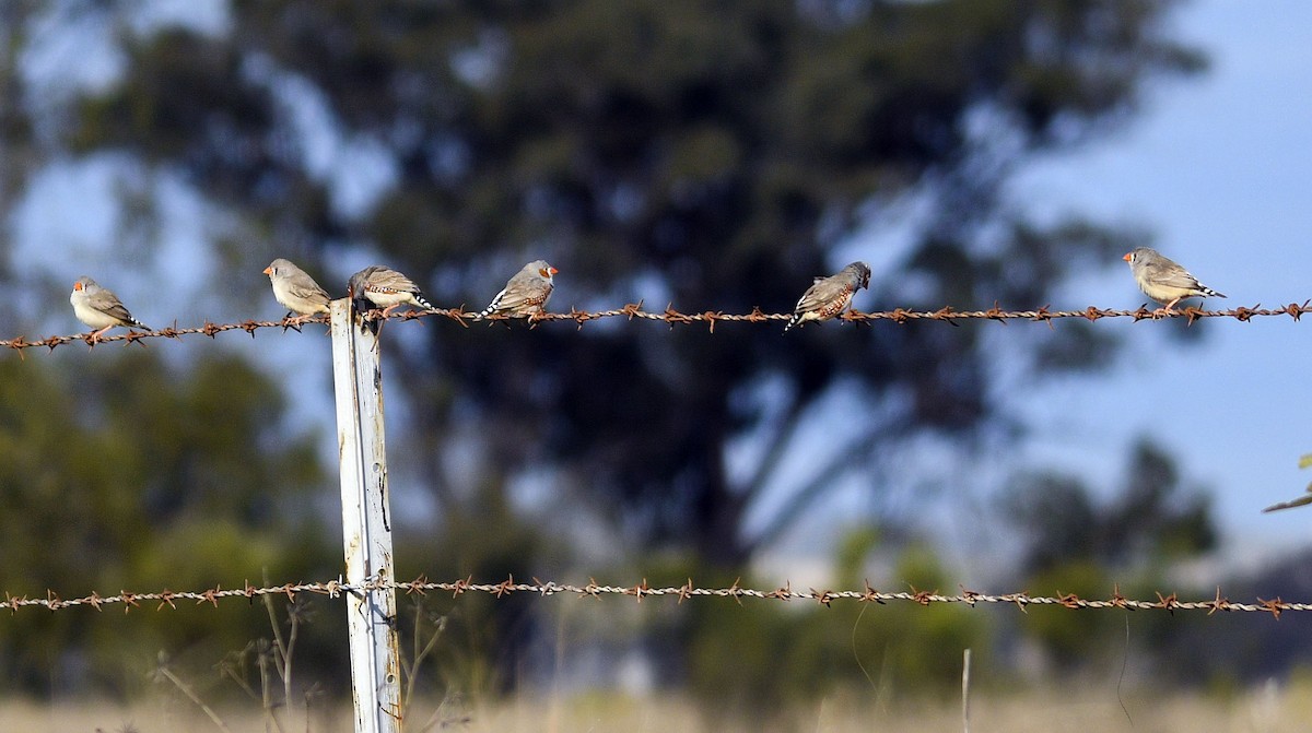 Zebra Finch - ML620782497