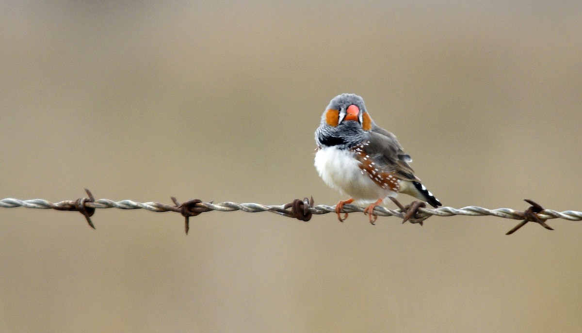 Zebra Finch - ML620782498