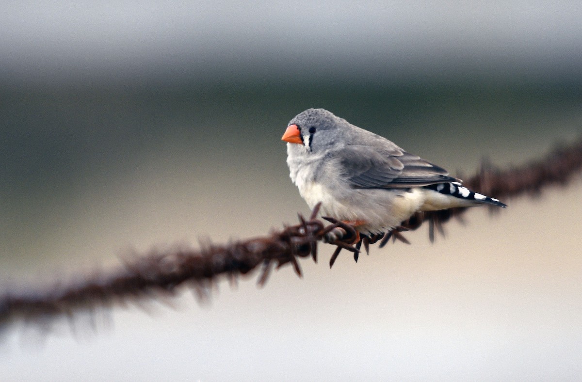 Zebra Finch - ML620782499