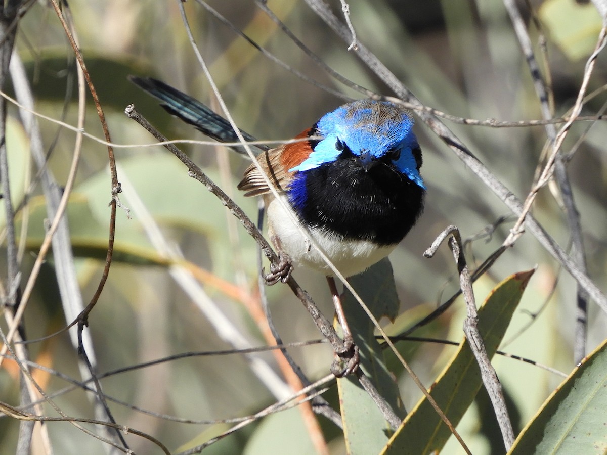 Purple-backed Fairywren (Purple-backed) - ML620782503