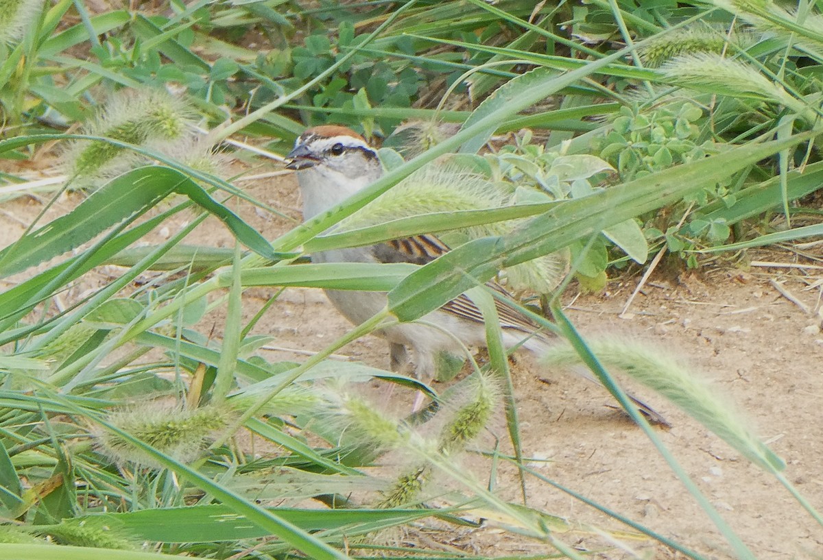 Chipping Sparrow - ML620782527