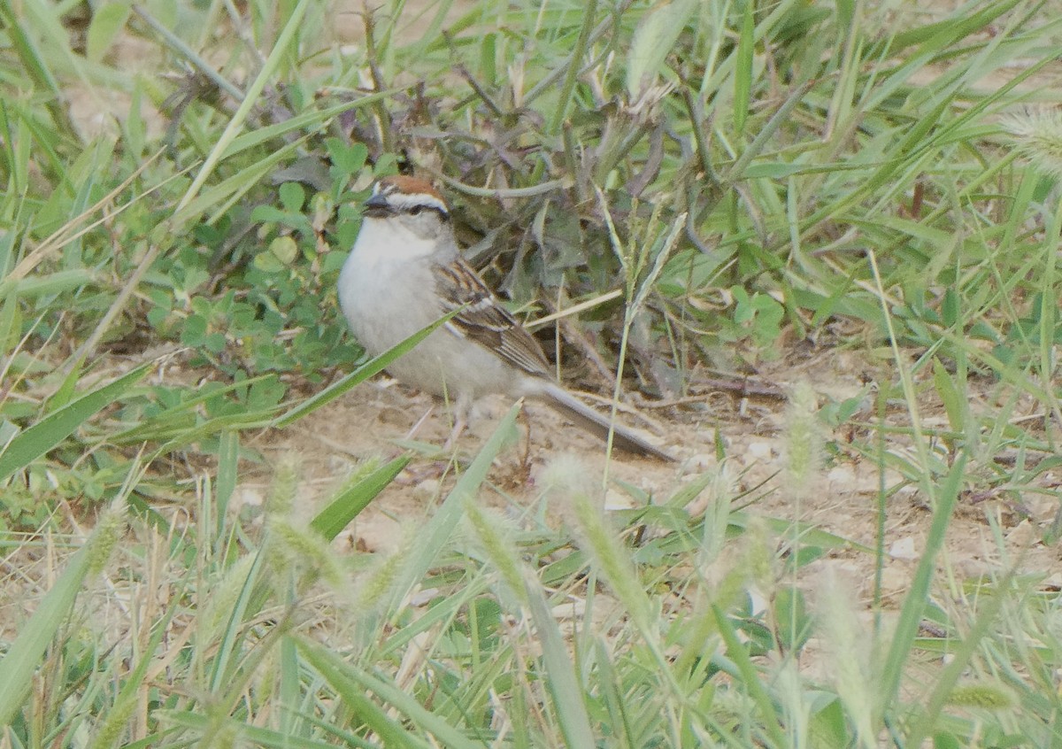 Chipping Sparrow - ML620782528