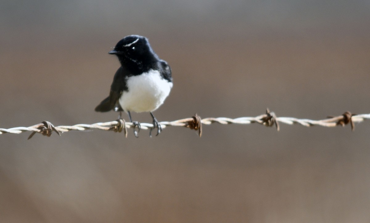 Willie-wagtail - ML620782555