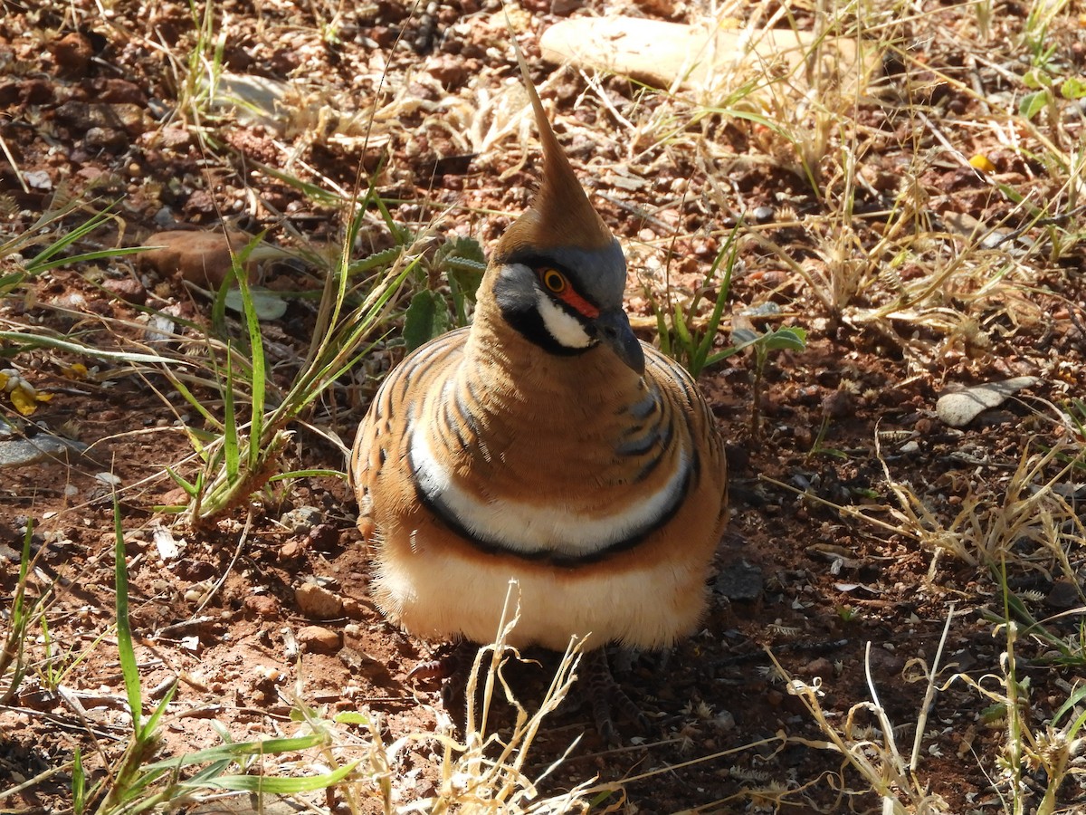 Spinifex Pigeon - ML620782564