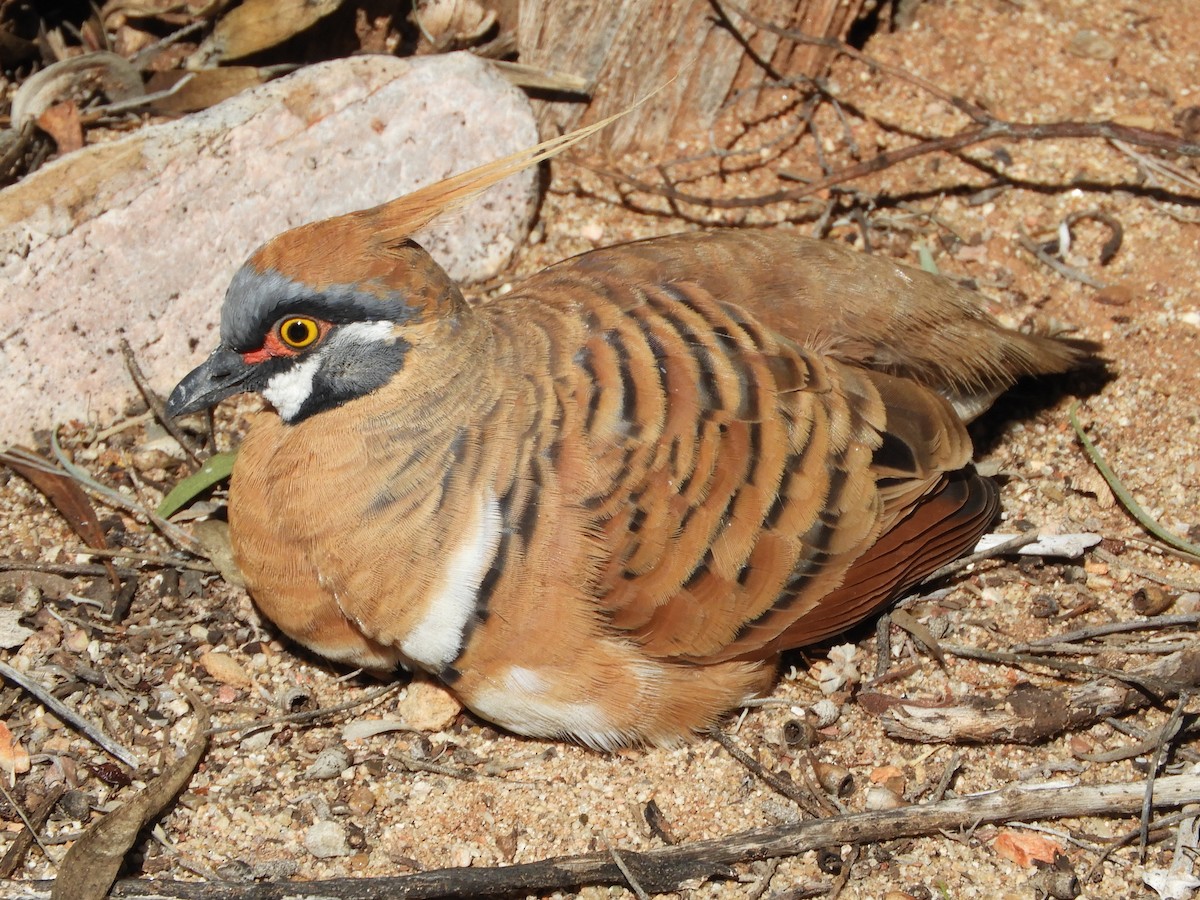 Spinifex Pigeon - ML620782565