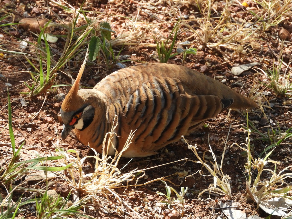 Spinifex Pigeon - ML620782566
