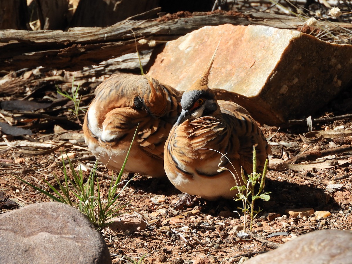 Spinifex Pigeon - ML620782567