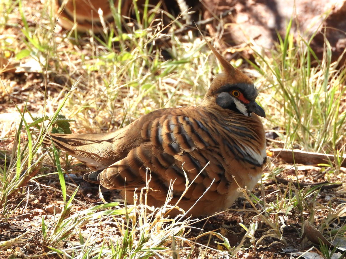 Spinifex Pigeon - ML620782568