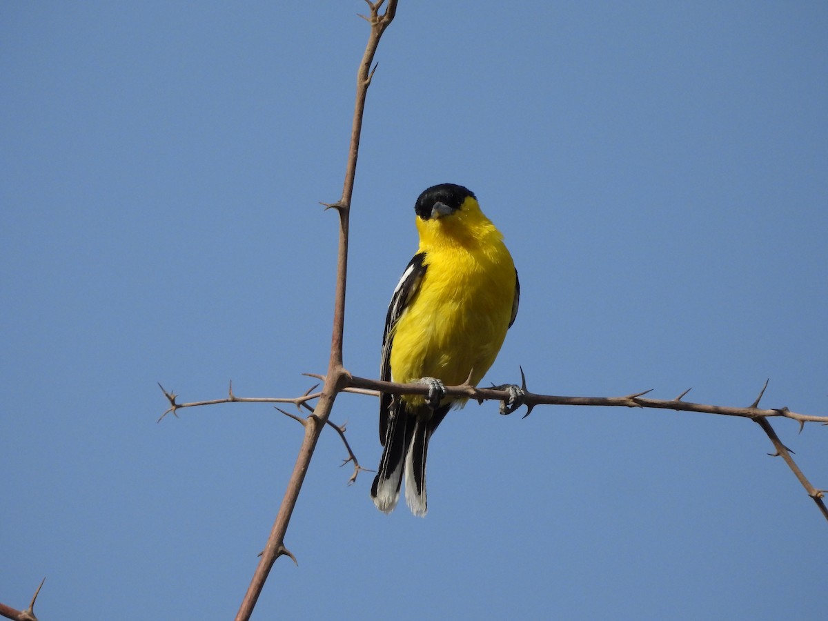 White-tailed Iora - ML620782574