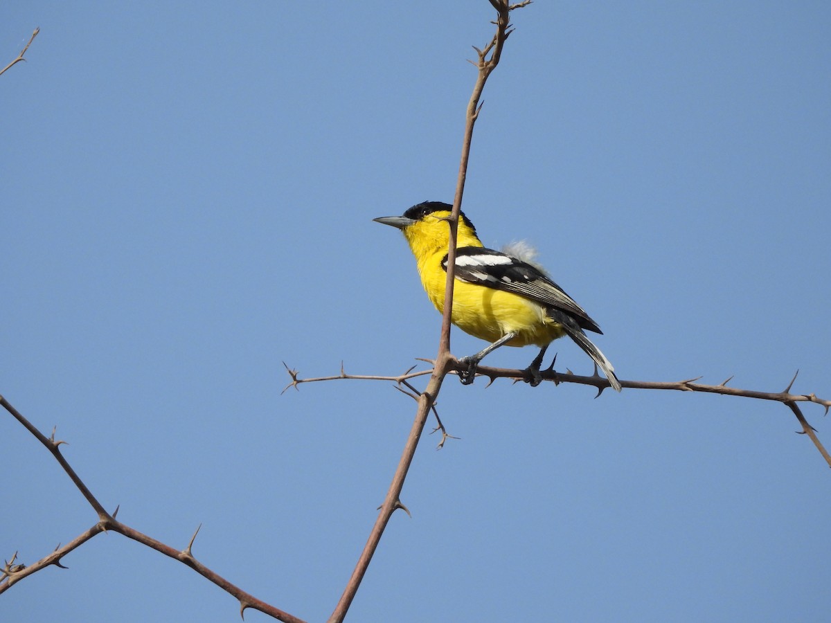 White-tailed Iora - ML620782575