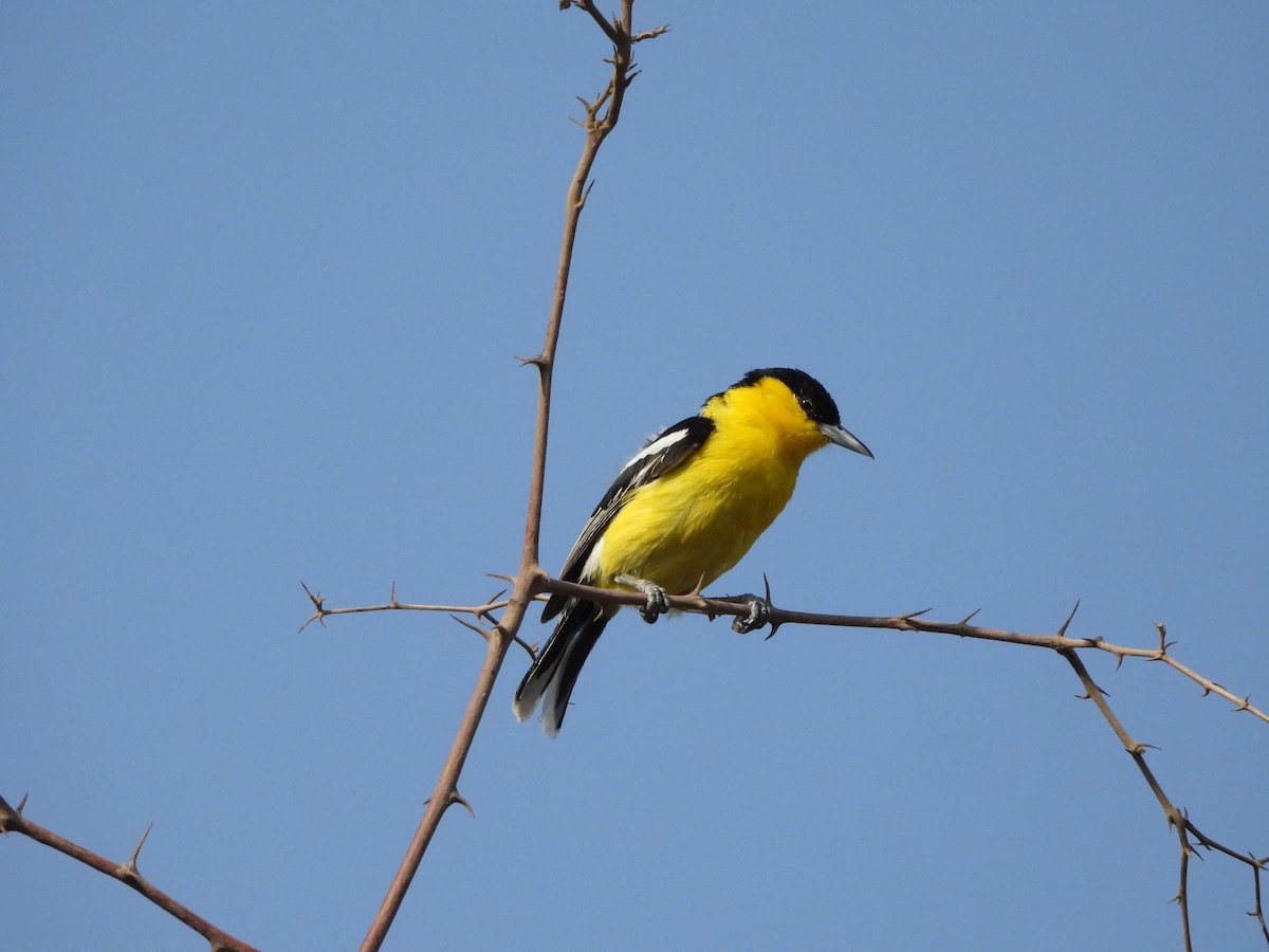 White-tailed Iora - ML620782576