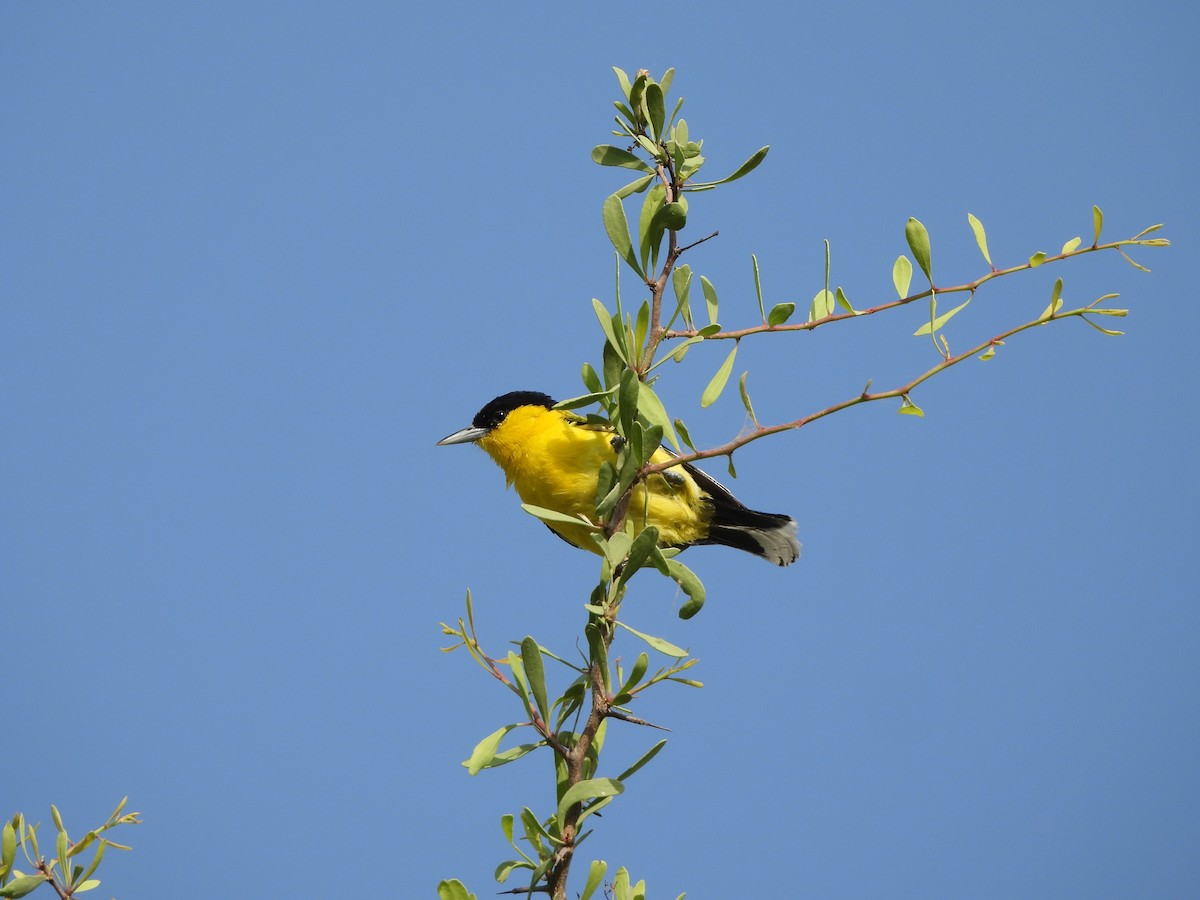 White-tailed Iora - ML620782577