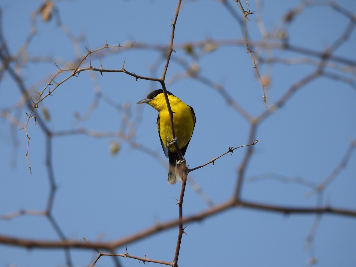 White-tailed Iora - ML620782579