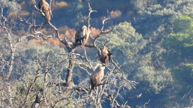 White-backed Vulture - ML620782589