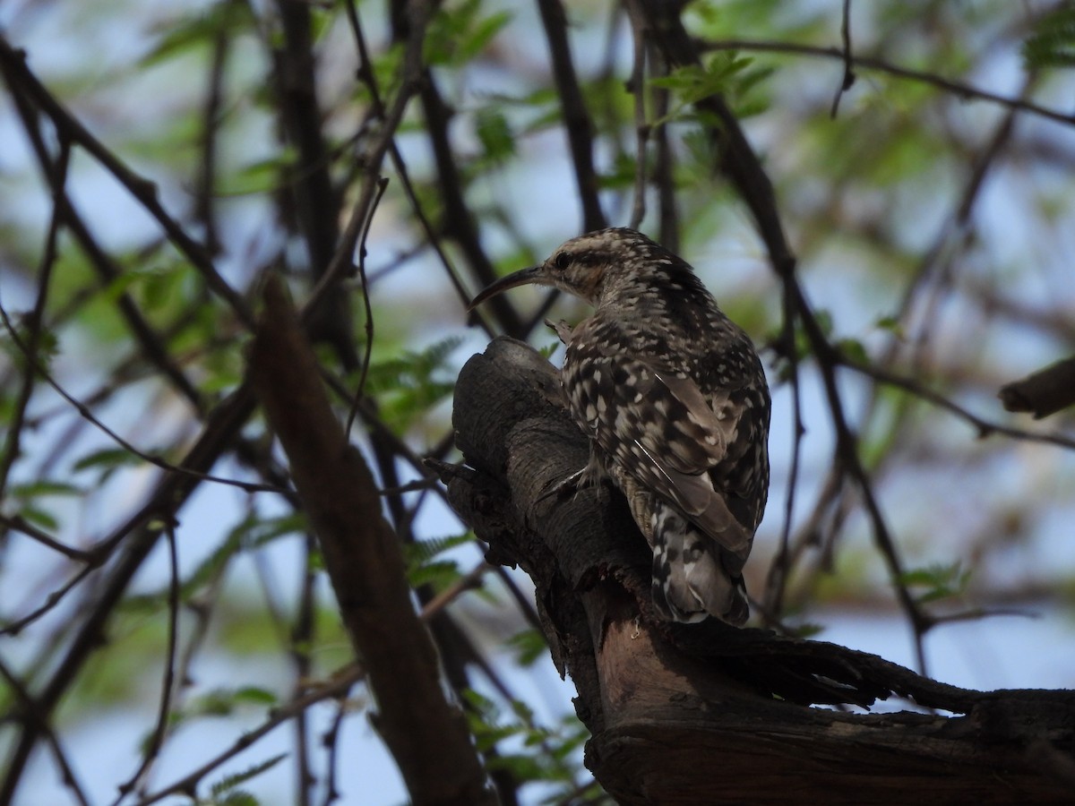 Indian Spotted Creeper - ML620782596