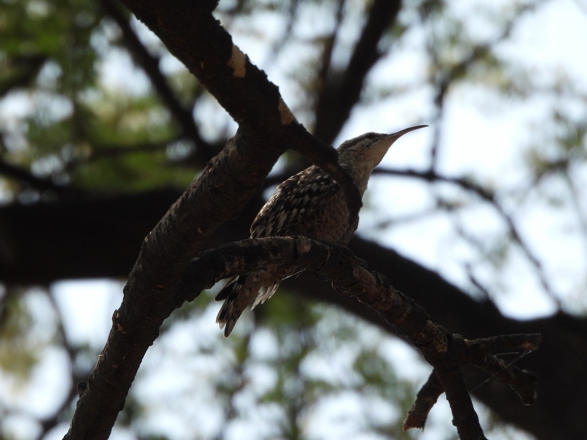 Indian Spotted Creeper - ML620782597