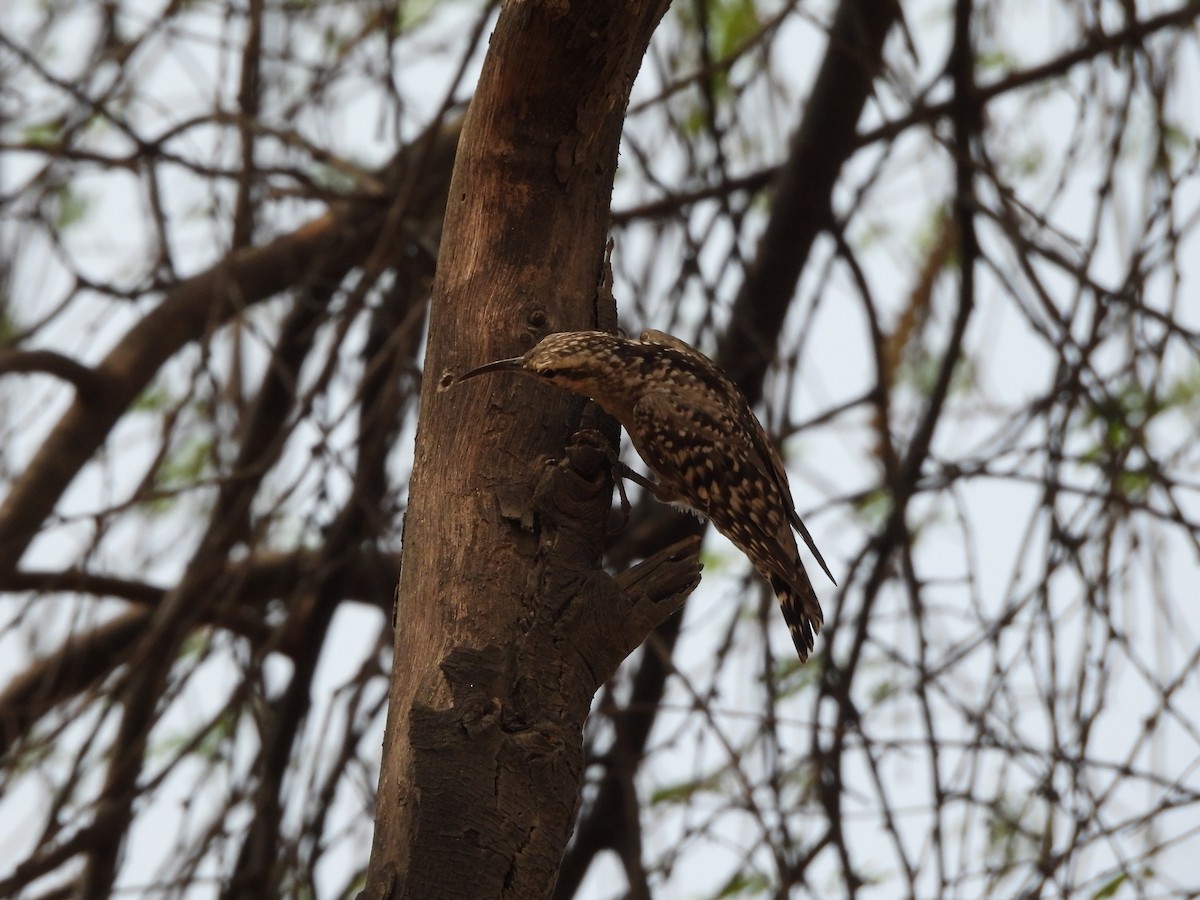 Indian Spotted Creeper - ML620782599