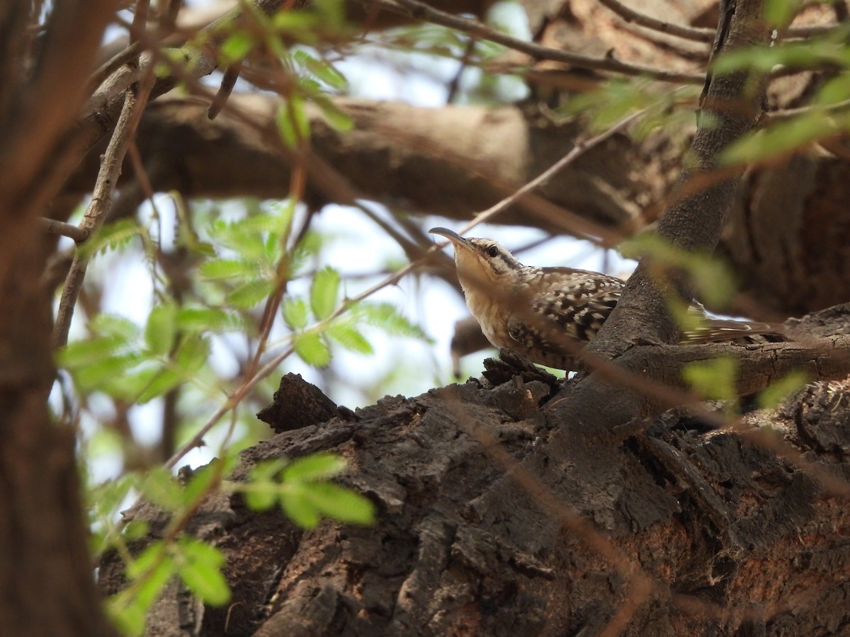 Indian Spotted Creeper - ML620782600