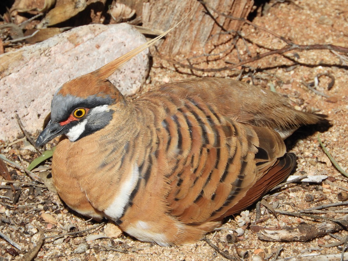 Spinifex Pigeon - ML620782603