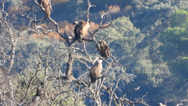 White-backed Vulture - ML620782605