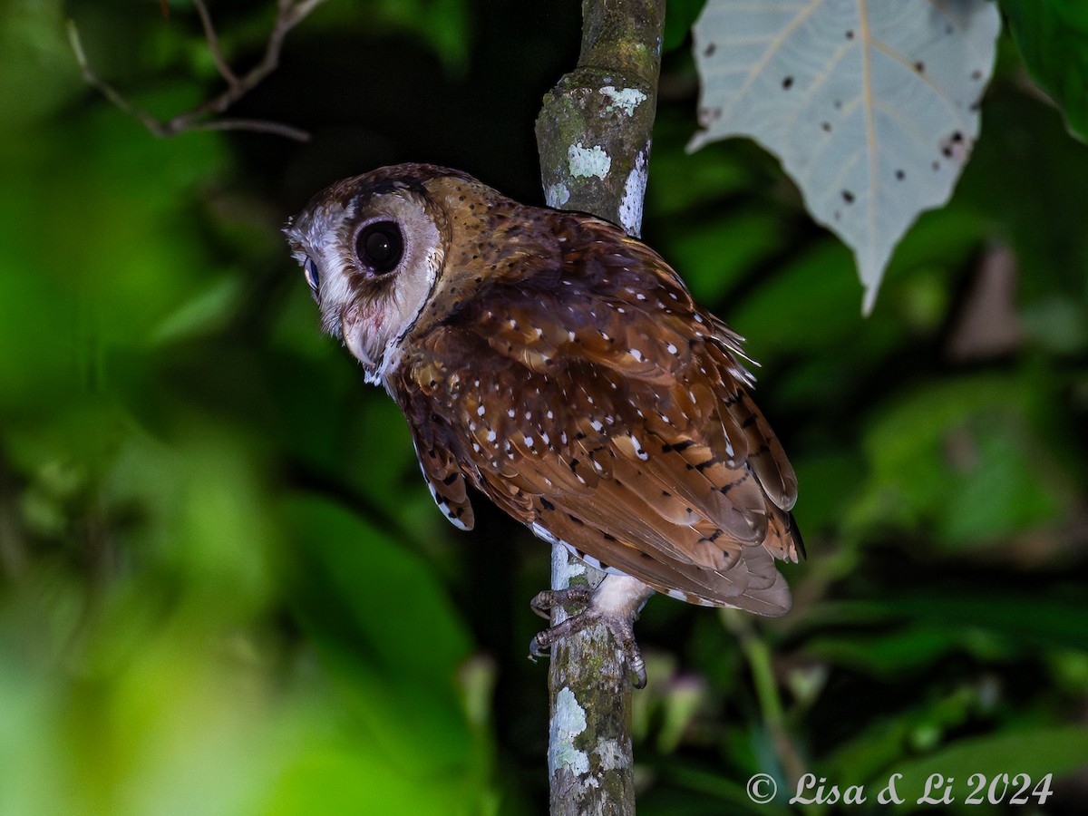 Oriental Bay-Owl - ML620782609