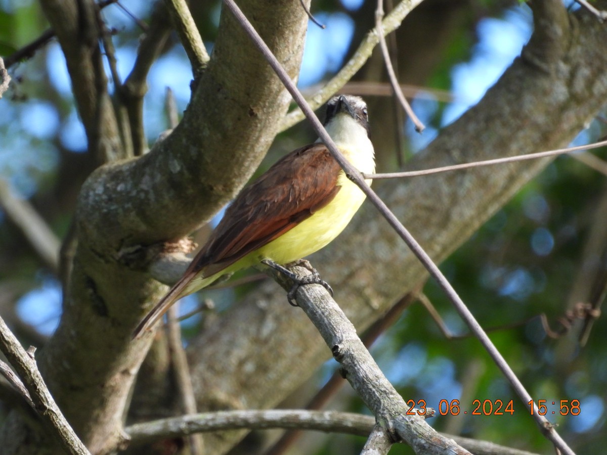 Great Kiskadee - Cesar Lopez Bustamante