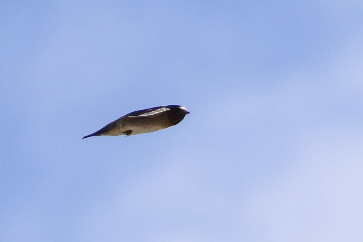 Cliff Swallow - ML620782618